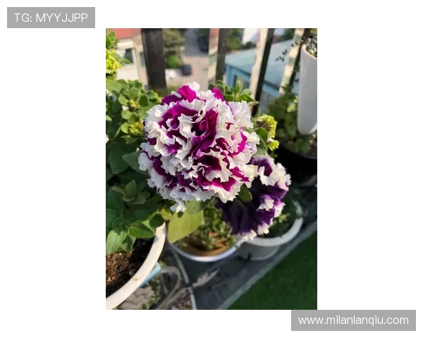 米兰宁静:体验城市中少有人知的安静景点与静谧的文化氛围 米兰宁静:体验城市中少有人知的安静景点与静谧的文化氛围